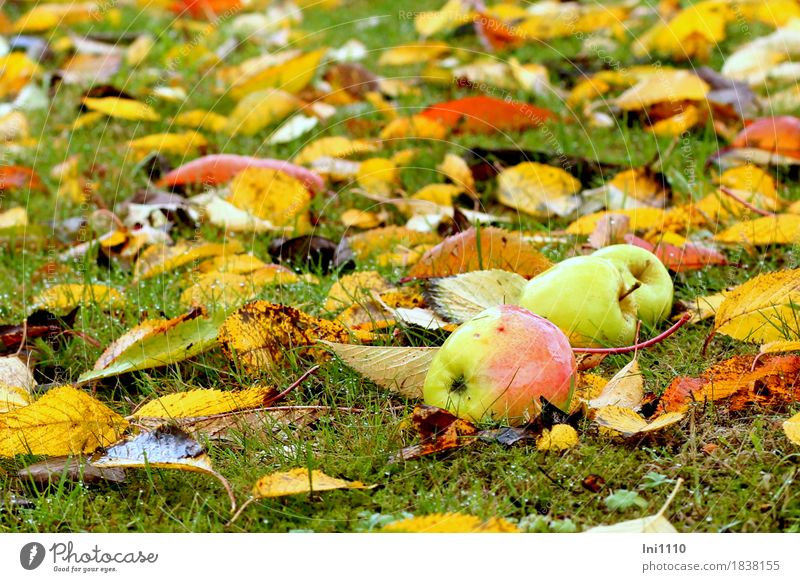 Fallobst und bunte Blätter Natur Pflanze Wassertropfen Herbst schlechtes Wetter Regen Blatt Garten Wiese frisch glänzend kalt nass rund braun mehrfarbig gelb