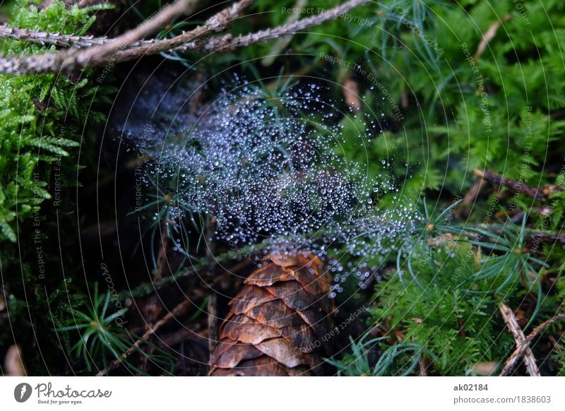 Tautropfen am Spinnennetz auf dem Waldboden Freizeit & Hobby Ferien & Urlaub & Reisen Ausflug Abenteuer wandern Umwelt Natur Landschaft Pflanze Tier Erde Herbst