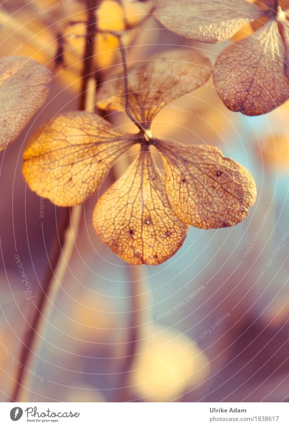 Herbstliche Hortensien elegant Stil Design Wohnung Garten Innenarchitektur Dekoration & Verzierung Tapete Bild Leinwand Poster Postkarte Natur Pflanze
