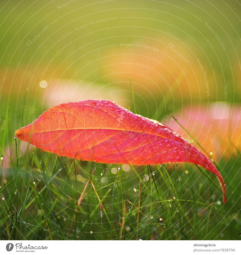 roter oktober Natur Wassertropfen Herbst Schönes Wetter Gras Blatt Wiese liegen Wärme grün Farbfoto Außenaufnahme Nahaufnahme Textfreiraum links