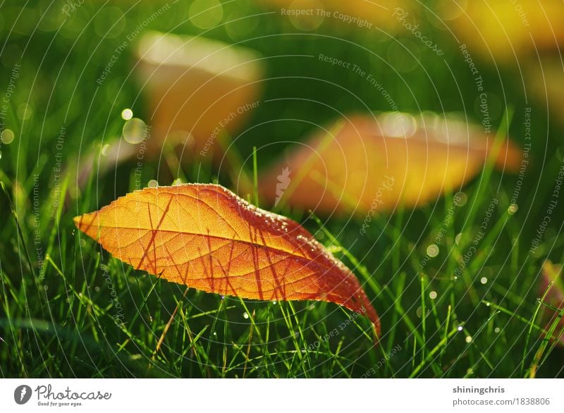 october leaves Natur Wassertropfen Sonnenlicht Herbst Schönes Wetter Gras Blatt Wiese leuchten Wärme grün orange Warmherzigkeit Zusammensein Farbfoto