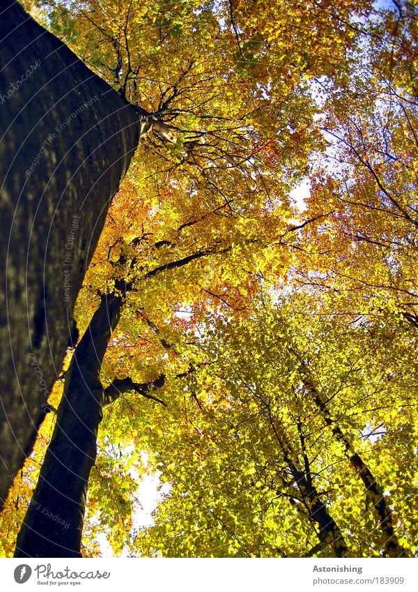 ein schräger Wald Umwelt Natur Pflanze Luft Herbst Wetter Schönes Wetter Baum Blatt Wachstum hoch braun gelb gold grün schwarz Ast Geäst Zweige u. Äste