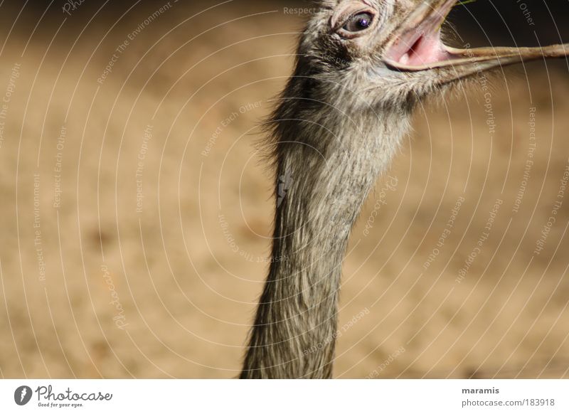 Nochmal Farbfoto Außenaufnahme Tag Licht Bewegungsunschärfe Zentralperspektive Tierporträt Blick in die Kamera Natur Sommer Wildtier Vogel Tiergesicht Nandu