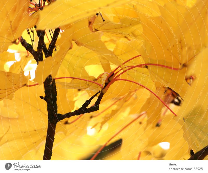 Mit letzter Kraft Herbst Blatt Baum Ast Kontrast Außenaufnahme gelb goldgelb viele Dach dicht Schutz Spielen Vielfältig Ausleger Insekt Leben Pflanze Licht