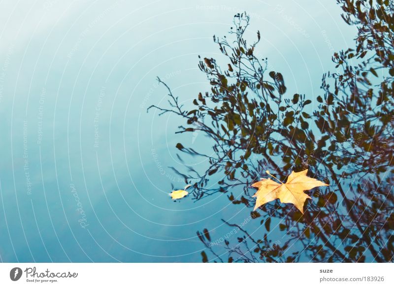 Wasserzeichen Umwelt Natur Landschaft Herbst Blatt alt fallen ästhetisch gold Gefühle Zeit Herbstlaub herbstlich Jahreszeiten Laubwald Färbung Wasseroberfläche