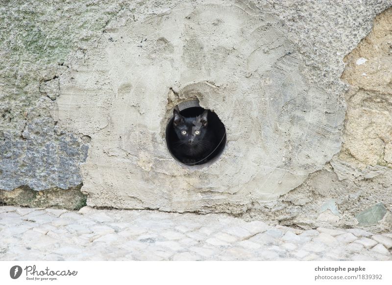 Cat Content Lissabon Stadt Stadtzentrum Tier Haustier Katze 1 beobachten Neugier niedlich Wachsamkeit wild Loch Auge fixieren schwarz Farbfoto Außenaufnahme
