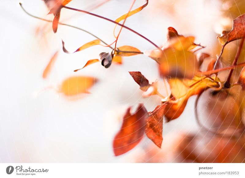 Herbstfarben Farbfoto Textfreiraum links Tag Schwache Tiefenschärfe Umwelt Natur Landschaft Wetter Pflanze Baum Blatt Park Freundlichkeit Fröhlichkeit Glück