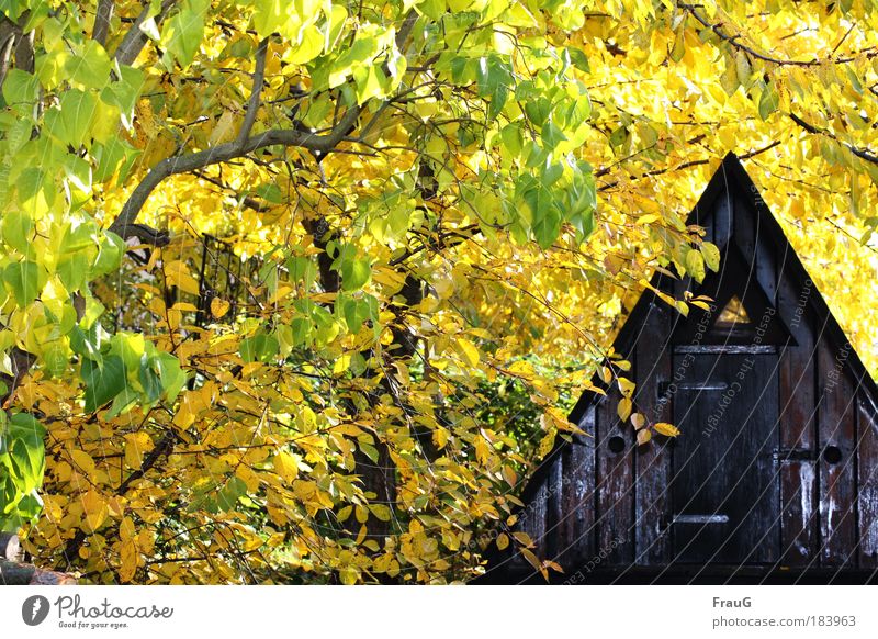 Finnhütte im Gelb Farbfoto Außenaufnahme Tag Blitzlichtaufnahme Herbst Schönes Wetter Baum Garten Hütte Geborgenheit ruhig Erholung Frieden Natur