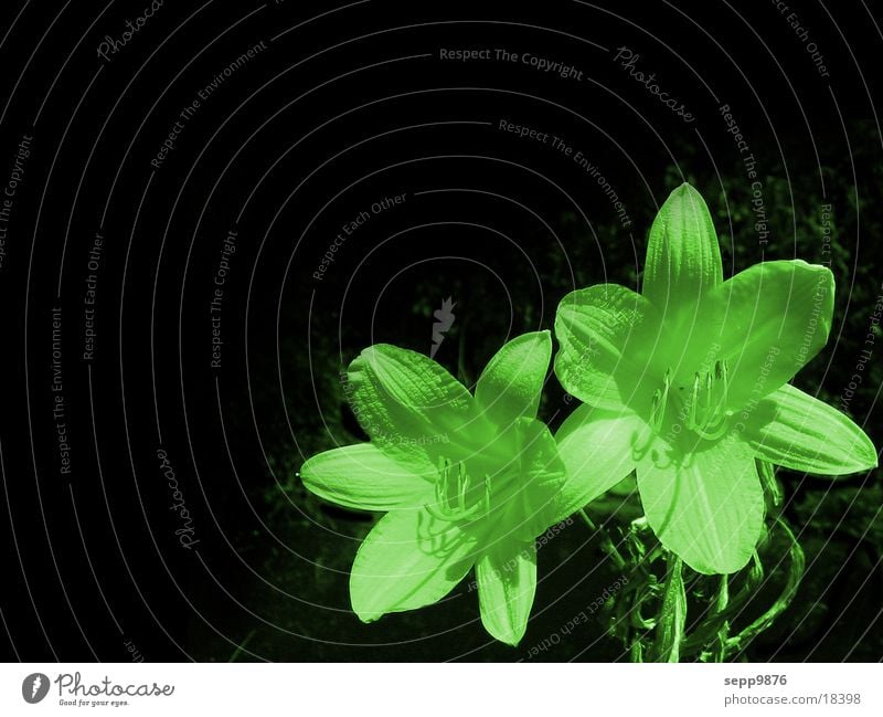 Green Flower Blume grün flower