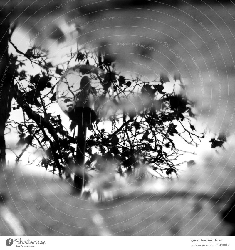 Er sah, fotografierte und ging wieder... Schwarzweißfoto Außenaufnahme Experiment Menschenleer Tag Kontrast Reflexion & Spiegelung Unschärfe Herbst Stein Beton