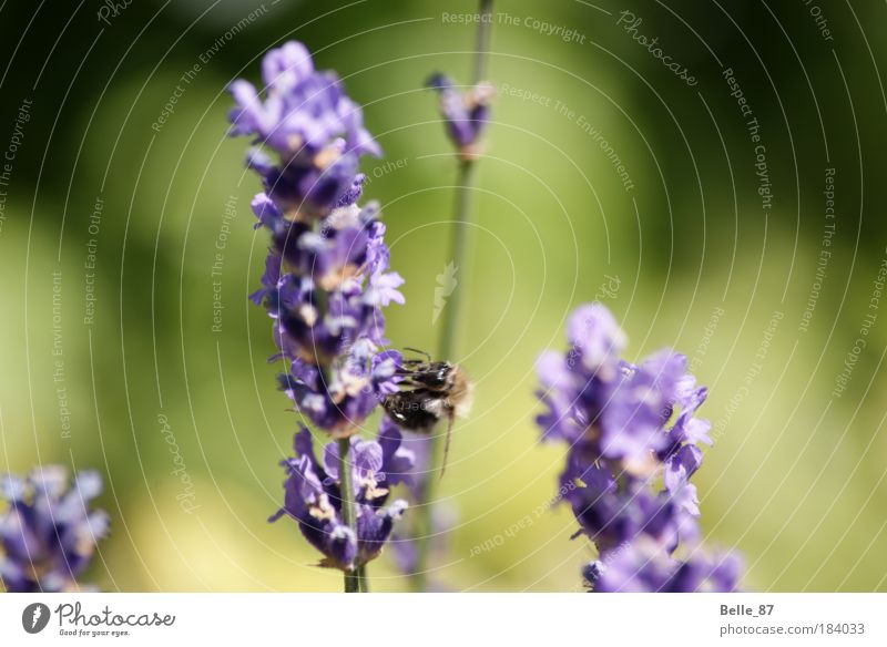 Hummel Farbfoto Außenaufnahme Nahaufnahme Makroaufnahme Textfreiraum rechts Sonnenlicht Unschärfe Zentralperspektive Tierporträt Biene 1 Blühend Duft fliegen