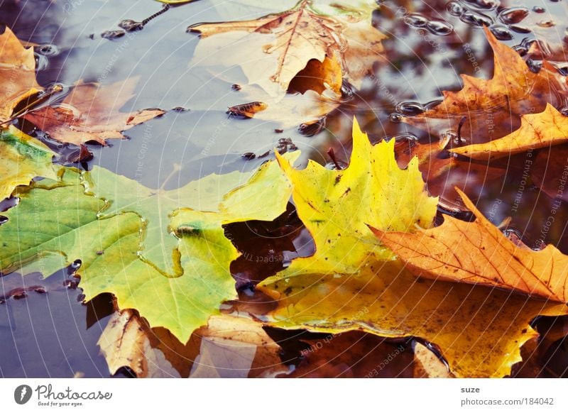 Fallbeispiel Umwelt Natur Landschaft Wasser Herbst Blatt alt authentisch nass Gefühle Stimmung Zeit Herbstlaub herbstlich Jahreszeiten Färbung Pfütze