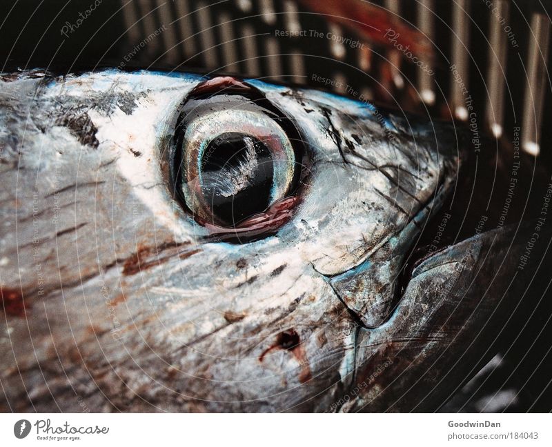 Wertschätzung einer Seele Thunfisch Kiste authentisch glänzend groß kalt nass Farbfoto Außenaufnahme Nahaufnahme Menschenleer Tag Totes Tier Fischauge