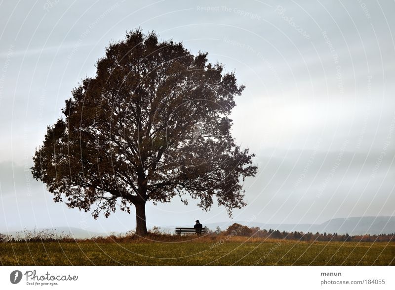 Ruhetag Wohlgefühl Sinnesorgane Erholung ruhig Mann Erwachsene 1 Mensch Natur Landschaft Herbst Nebel Baum Wiese Hügel Zufriedenheit Einsamkeit Frieden