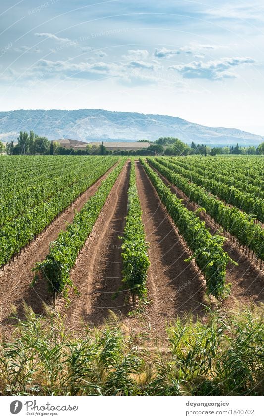 Weinberge in Reihen und Weinkellerei Industrie Natur Landschaft grün Weingut Italien Ackerbau Ernte Feld ländlich Bauernhof Sonnenuntergang Italienisch Süden