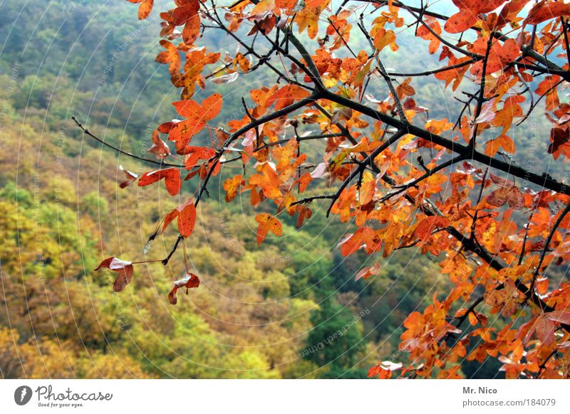 beautiful day Sonnenlicht Umwelt Natur Landschaft Herbst Klima Klimawandel Wetter Baum Wald Hügel Lebensfreude schön Erholung Freiheit Freizeit & Hobby