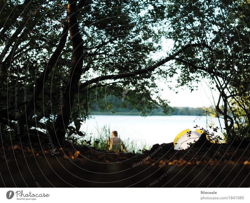 Tag am See - Camping maskulin Junger Mann Jugendliche Erwachsene 1 Mensch 18-30 Jahre Natur Wasser Baum Wald Seeufer Schwimmen & Baden beobachten genießen Zelt