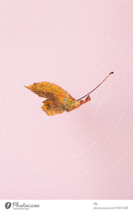 blatt, hängend Freizeit & Hobby Basteln Umwelt Natur Herbst Klima Klimawandel Wetter Blatt Schnur Nähgarn ästhetisch außergewöhnlich rosa Idee Inspiration
