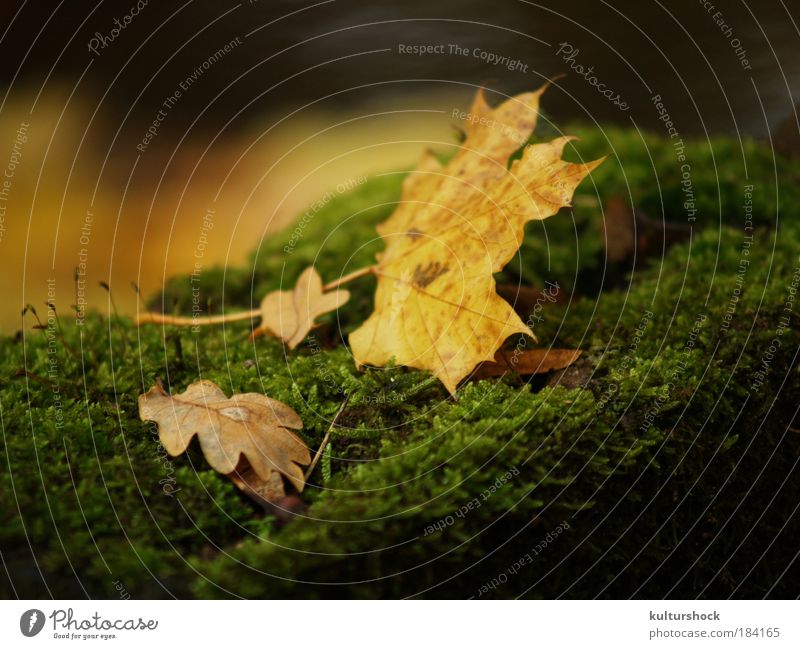laub auf moosbett Farbfoto Außenaufnahme Detailaufnahme Schwache Tiefenschärfe Natur Herbst Regen Blatt braun gelb gold grün ruhig Tag