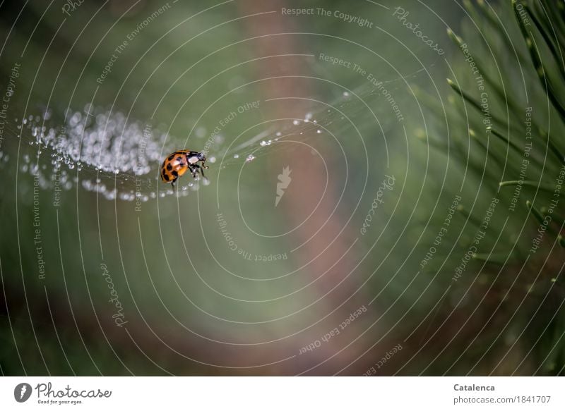 Entkommen, Marienkäfer im Spinnennetz Pflanze Tier Wassertropfen Herbst schlechtes Wetter Baum Kiefer Park Käfer 1 glänzend krabbeln bedrohlich Flüssigkeit