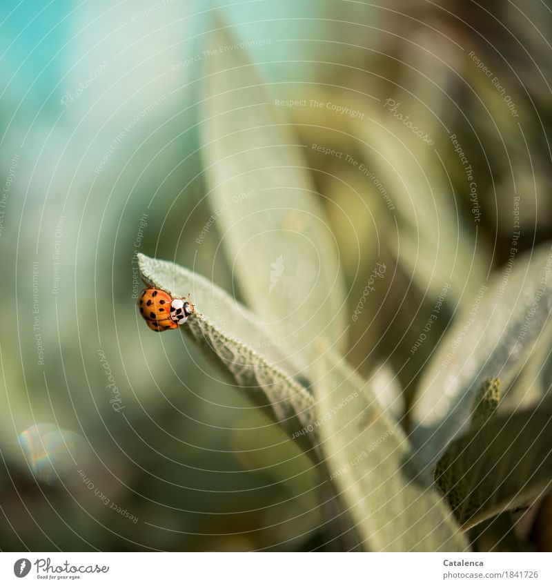 Wanderung, Marienkäfer krabbelt auf Salbei Natur Pflanze Tier Herbst Blatt Garten Käfer 1 Bewegung krabbeln Wachstum ästhetisch Duft Gesundheit braun grün