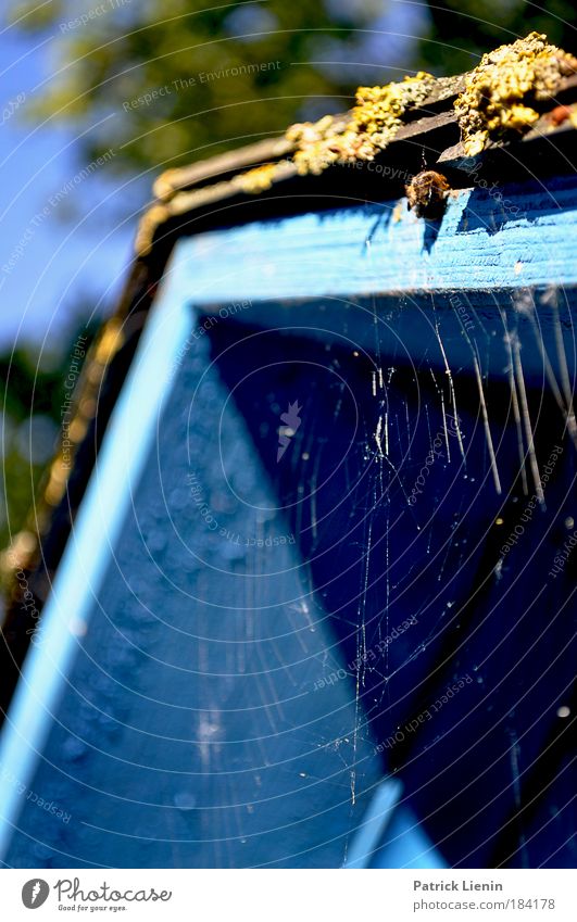 ein Platz zum ruhen Umwelt Baum Moos Park Stadtrand Hütte Tier Spinne Schutz Spinnennetz blau Ecke Farbfoto mehrfarbig Außenaufnahme Menschenleer Tag Licht