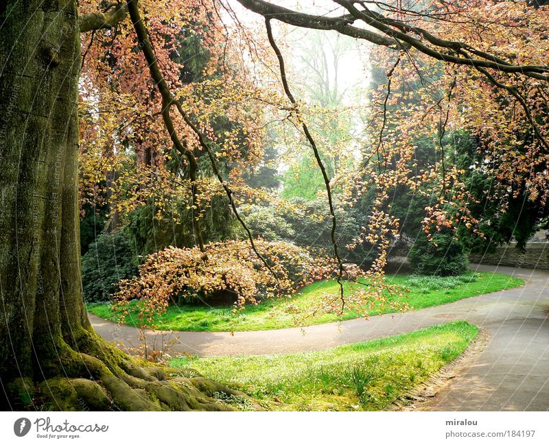 Märchenwald Farbfoto Außenaufnahme Morgen Tag Schatten Kontrast Sonnenstrahlen Totale Leben harmonisch Sinnesorgane Natur Landschaft Pflanze Frühling Baum Park