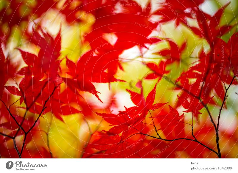 Farbspiel Herbst bunt Laub Japanischer Ahorn rot grün
