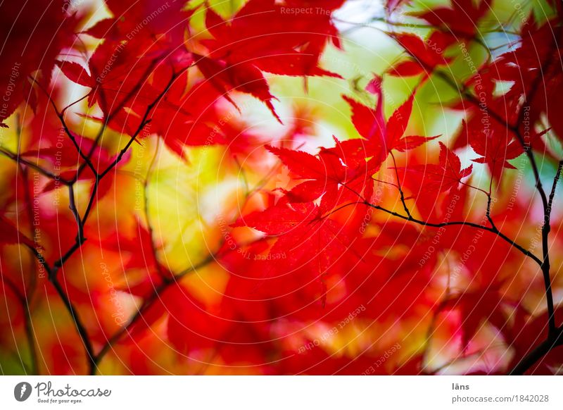 Farbspiel . . Herbst bunt Laub Japanischer Ahorn rot grün
