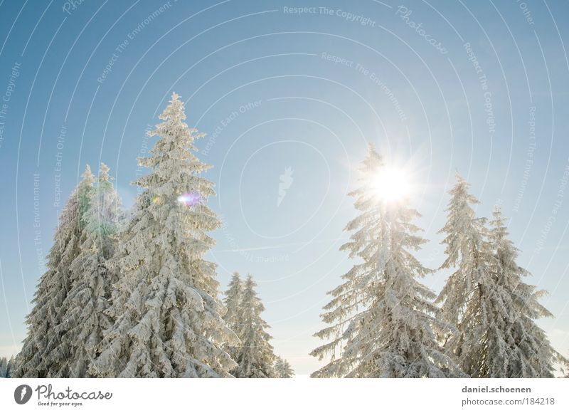schnee weiß hellblau Textfreiraum oben Sonnenlicht Sonnenstrahlen Gegenlicht Natur Pflanze Luft Wolkenloser Himmel Winter Schönes Wetter Schnee rein Tanne