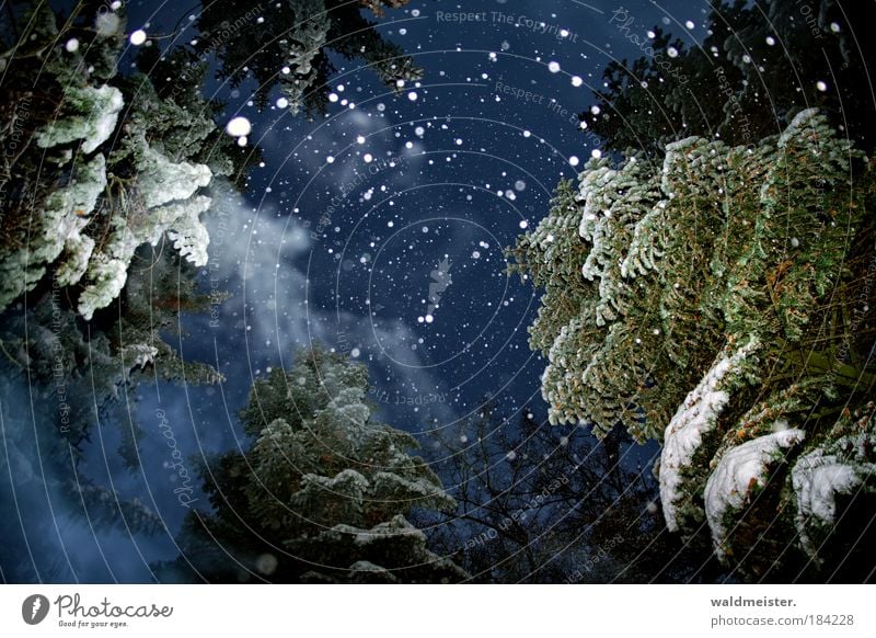 Geist der zukünftigen Weihnacht Nachthimmel Winter Nebel Eis Frost Schneefall Baum Wald gruselig Gefühle Romantik ruhig Frieden geheimnisvoll kalt Surrealismus