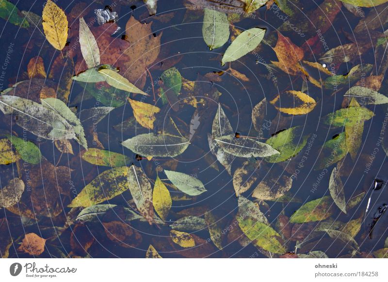 Trüber Herbst Farbfoto Außenaufnahme Nahaufnahme Muster Strukturen & Formen Menschenleer Tag Vogelperspektive Umwelt Natur Pflanze Wasser Wetter