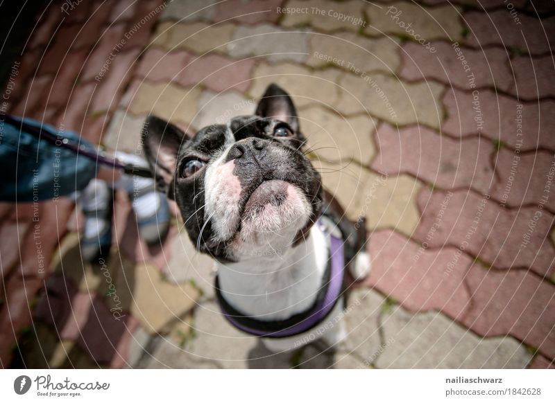 Boston Terrier Portrait Freude Kind Beine Tier Haustier Hund Tiergesicht französische bulldogge 1 Tierjunges beobachten lernen Blick warten frech Freundlichkeit