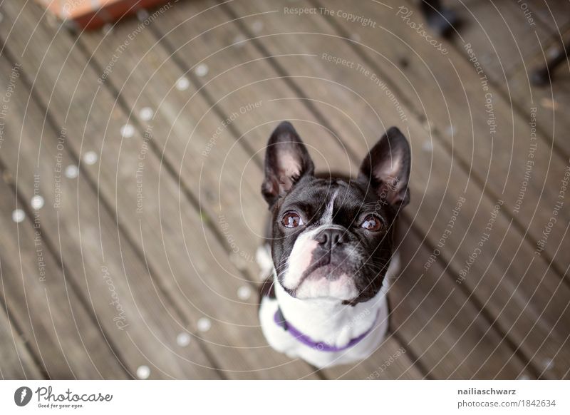 Boston Terrier Portrait Freude Tier Haustier Hund französische Bulldogge 1 Tierjunges Holz beobachten Blick warten frech Freundlichkeit Fröhlichkeit Glück