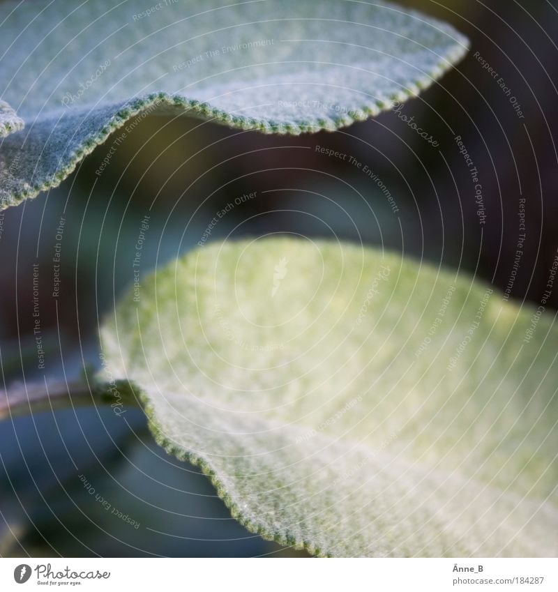Salvia officinalis - Echter Salbei Kräuter & Gewürze Tee Leben Wohlgefühl Pflanze Grünpflanze Nutzpflanze Heilpflanzen Wachstum authentisch frisch weich blau