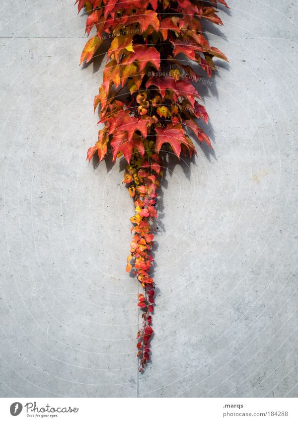 Roter Oktober Farbfoto Außenaufnahme Menschenleer Natur Pflanze Herbst Blatt leuchten verblüht einfach Spitze rot Willensstärke Farbe nachhaltig Symmetrie