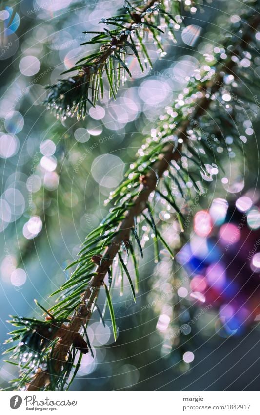 Weihnachtliches Glitzern, Tannenzweige mit vielen Lichter, Weihnachtsbaum Feste & Feiern Weihnachten & Advent Eis Frost Pflanze Baum Grünpflanze blau mehrfarbig