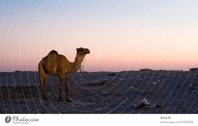 Wo bleibt da die Romantik ? Umwelt Landschaft Erde Sand Wolkenloser Himmel Wärme Dürre Menschenleer Dromedar Kamel 1 Tier Blick stehen warten trocken Entsetzen