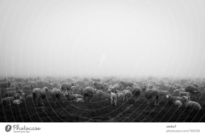 Wolkenschäfchen Schwarzweißfoto Landschaft Nebel Nutztier Herde Ferne kalt Zusammensein ruhig Natur Schaf Lamm Morgennebel Schafherde