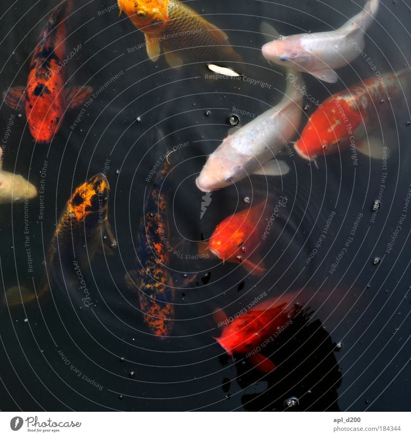 Fischstäbchen Farbfoto mehrfarbig Außenaufnahme abstrakt Tag Starke Tiefenschärfe Vogelperspektive Tierporträt Blick in die Kamera Blick nach oben Wegsehen