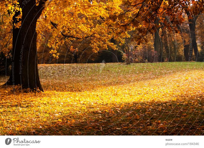 Parkstreifen Umwelt Natur Landschaft Herbst Baum Blatt ästhetisch fantastisch schön gelb gold Gefühle Zeit Herbstlaub herbstlich Jahreszeiten Laubwald Färbung