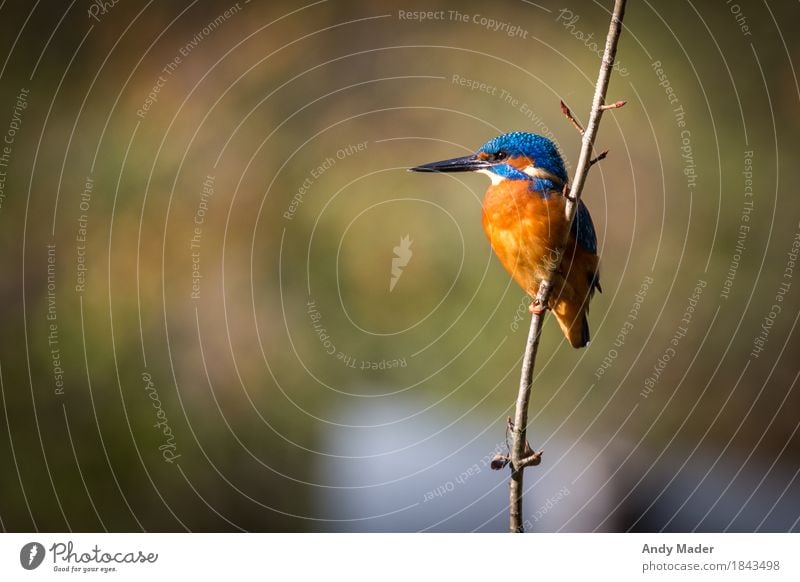 The Kingfisher ( Eisvogel ) Natur Tier Wildtier Vogel Eisvögel 1 ästhetisch exotisch glänzend blau orange sunlight kingfisher wild wildlife animal bird fishing