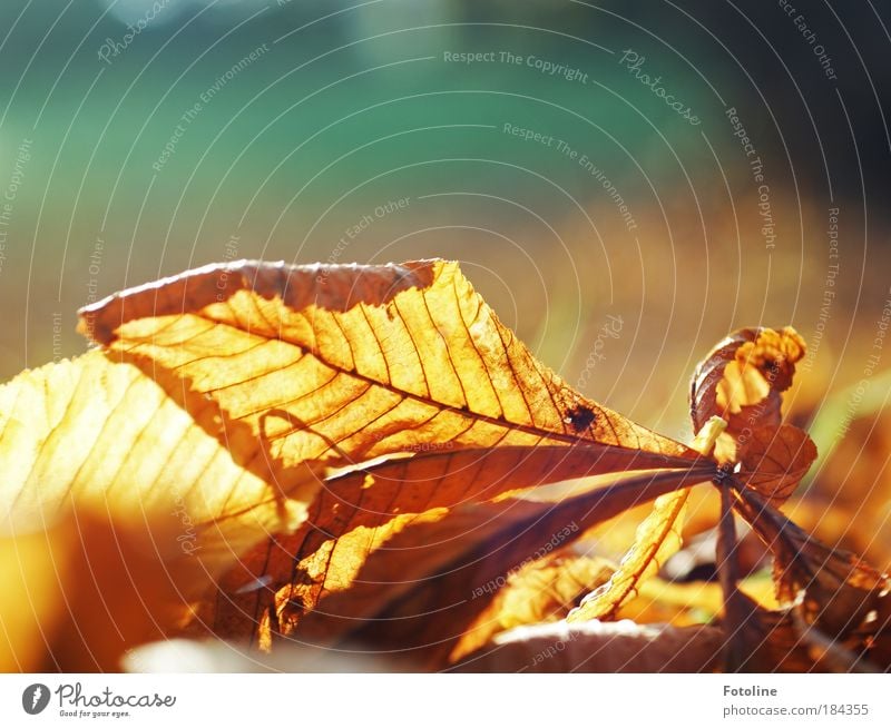 Herbstlaub Farbfoto mehrfarbig Außenaufnahme Textfreiraum oben Morgen Tag Licht Sonnenlicht Sonnenstrahlen Umwelt Natur Pflanze Erde Klima Wetter Schönes Wetter
