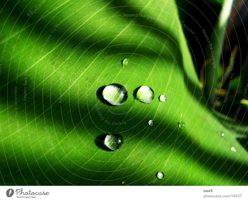 banane Banane grün abstrakt Wassertropfen Makroaufnahme pflnaze Regen