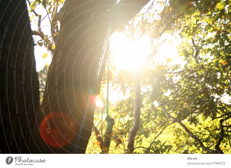 zett und bitti gewidmet Umwelt Natur Landschaft Luft Sonne Sonnenlicht Herbst Schönes Wetter Baum Garten Wald Blühend entdecken Erholung festhalten Klettern