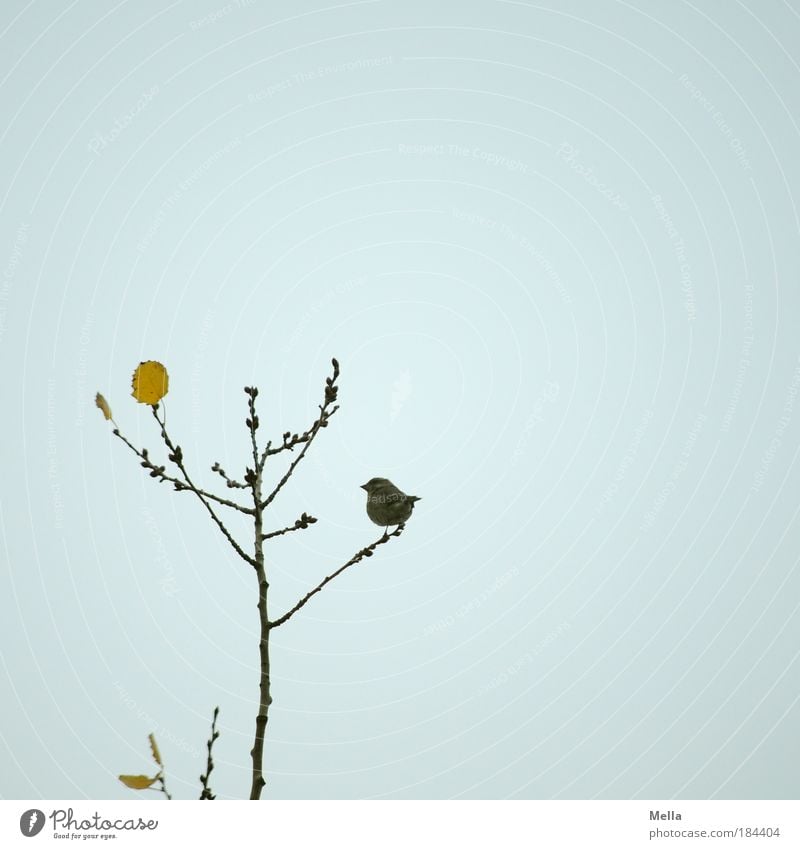 Spatzenherbst Umwelt Natur Pflanze Tier Luft Himmel Herbst Winter Baum Blatt Wildtier Vogel 1 hocken sitzen klein natürlich niedlich grau Stimmung ruhig