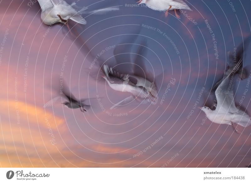 flugsus Himmel Möven Tiergruppe fliegen mehrfarbig Leben Leichtigkeit Surrealismus Vogel Farbfoto Außenaufnahme Dämmerung Bewegungsunschärfe