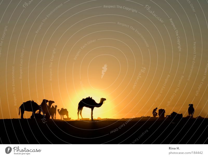 Sonnenuntergangskitsch Ferien & Urlaub & Reisen Tourismus Abenteuer Ferne Mann Erwachsene Natur Wolkenloser Himmel Sonnenaufgang Wärme Wüste Oase Dromedar Kamel