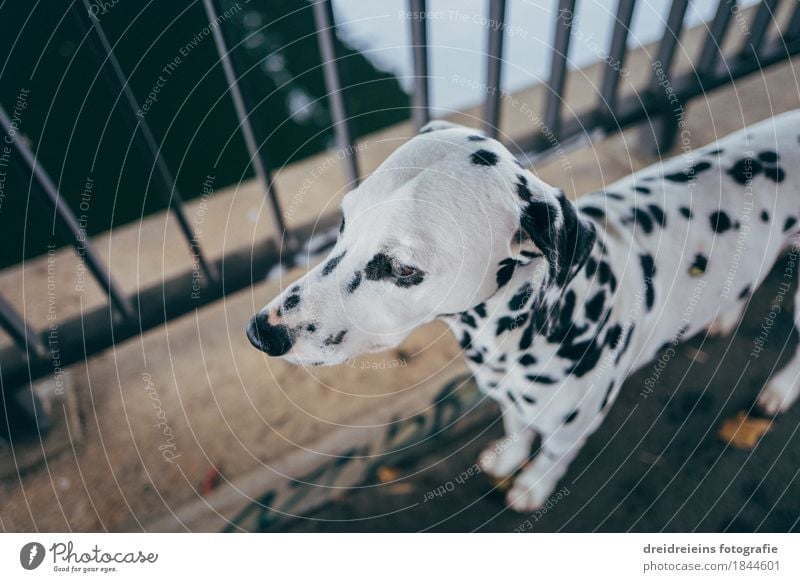 Dalmatiner. Tier Haustier Hund 1 beobachten stehen warten ästhetisch sportlich Freundlichkeit Stadt selbstbewußt Coolness Sicherheit loyal Tierliebe friedlich