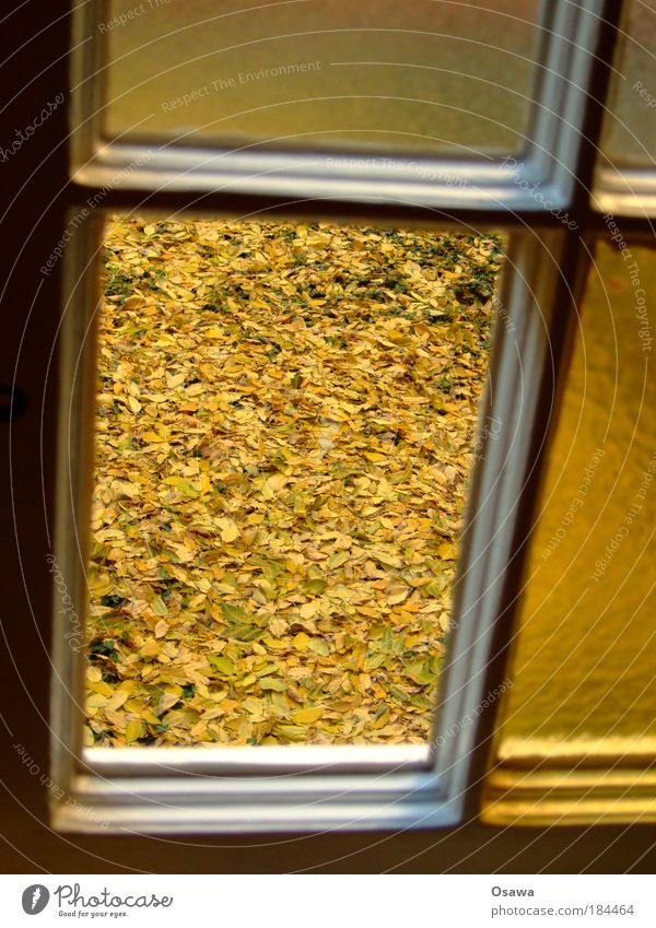 Fenster zum Herbst Fensterscheibe Blatt gelb laubbedeckt Hof Boden Jahreszeiten Hochformat Oktober Altbaufenster Einfachverglasung durchsichtig Tag
